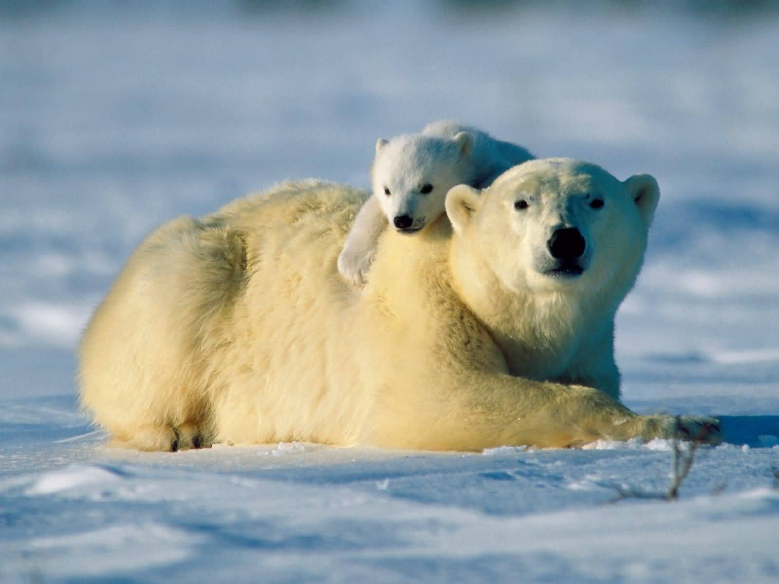 หมีขั้วโลก (Polar Bear)