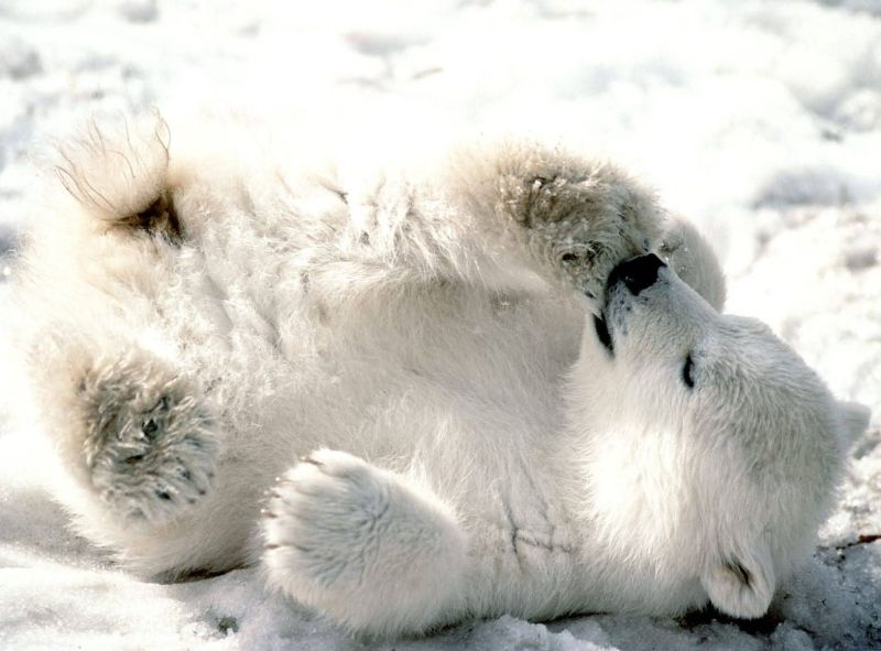 หมีขั้วโลก (Polar Bear)