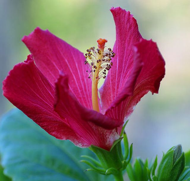 ดอกชบาหน้าแฉล้ม (Hibiscus)