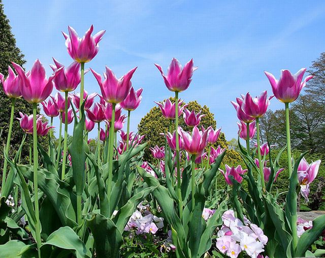 ดอกทิวลิปที่ Longwood Gardens Pennsylvania 1