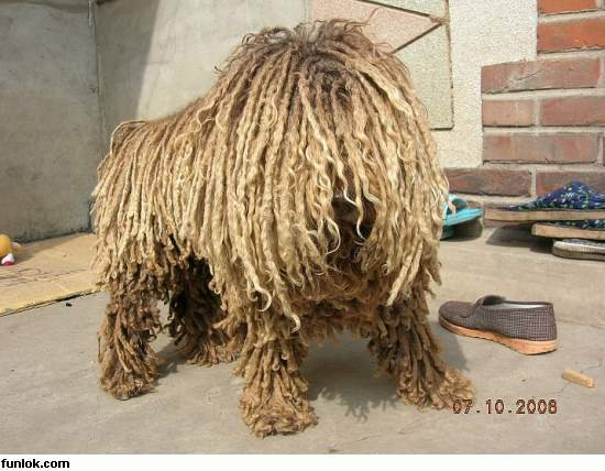 Rastafarian Dog‏...