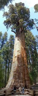 อันดับ 8 - Giant Sequoias ต้น Giant Sequoias ถือได้ว่าเป็นหนึ่งในต้นไม้ที่ใหญ่ที่สุดในโลก ปลูกใน เซียร์ร่า เนวาดา รัฐแคลิฟอร์เนีย มีลำต้นสูงถึง 275 ฟุต ( 83.8 เมตร) และหนัก 6,000 ตัน