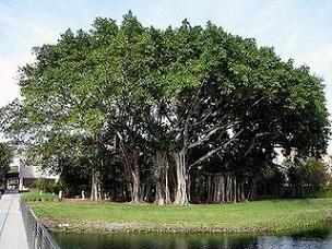 อันดับ 3 - Banyan ต้น Banyan ตั้งชื่อตาม “banians” หรือผู้บุกรุกชาวฮินดูที่ทำกิจกรรมต่างๆ ภายใต้ต้นไม้นี้ และต้น Banyan เคยเป็นบ้านต้นไม้ของโรบินสัน ครูโซมาแล้วด้วย 