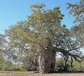 อันดับ 1 - Baobab ต้นไม้ที่มหัศจรรย์ที่สุดก็คือต้น Baobab หรือต้นขนมปังลิง! สิ่งแปลกประหลาดของต้นไม้นี้ก็คือ ภายใต้ลำต้นที่บวมนี้คือ ที่เก็บน้ำที่จุได้มากถึง120,000 ลิตรไว้ใช้ในสภาวะอากาศแห้งแล้ง