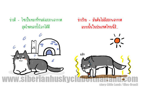 นิสัยไซบีเรียน (เวอร์ชันการ์ตูน) น่ารักมากๆ‏