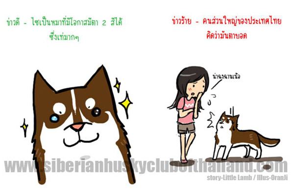 นิสัยไซบีเรียน (เวอร์ชันการ์ตูน) น่ารักมากๆ‏