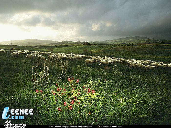 National Geographic (18)
