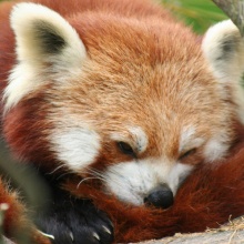 Red Panda I