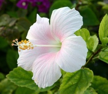 ดอกชบาหน้าแฉล้ม (Hibiscus)