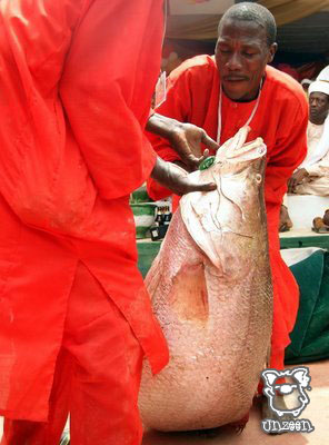 Fishing @Nigeria
