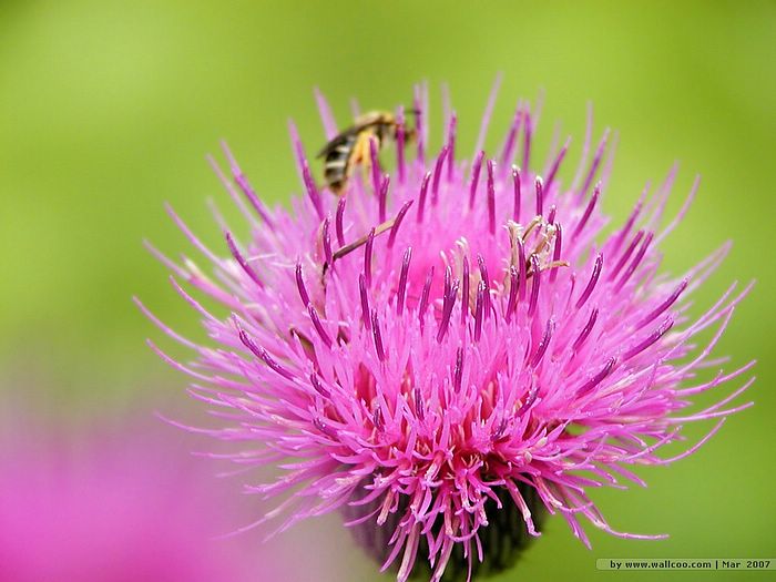 ผ.ผึ้ง (ทำรัง) Bee & Flowers....