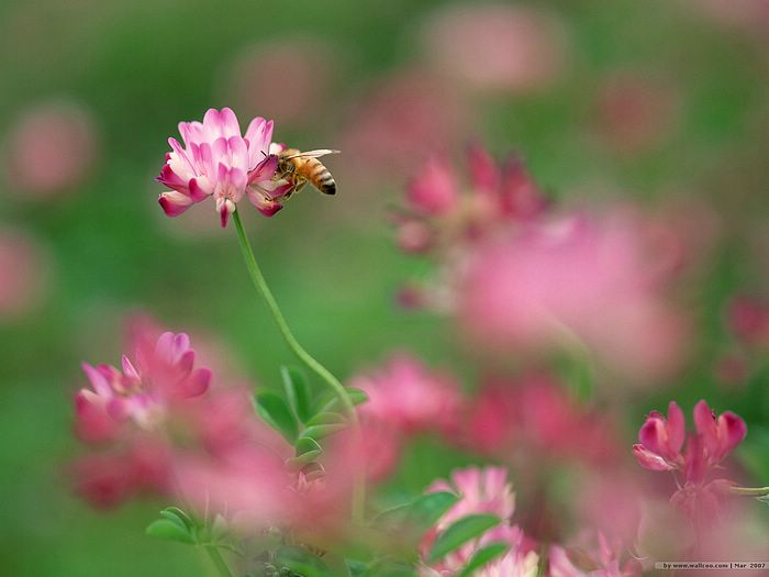 ผ.ผึ้ง (ทำรัง) Bee & Flowers....