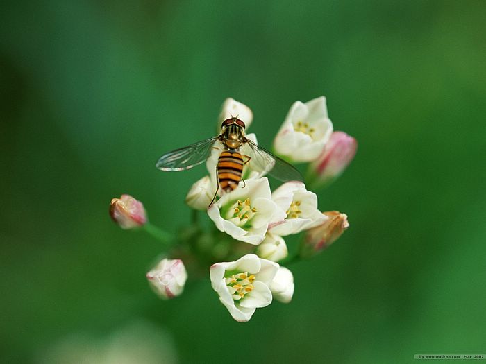 ผ.ผึ้ง (ทำรัง) Bee & Flowers....