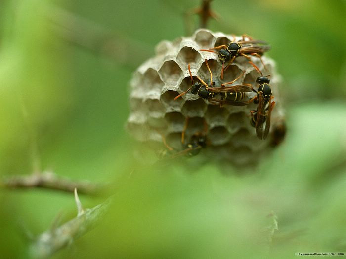 ผ.ผึ้ง (ทำรัง) Bee & Flowers....