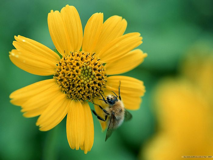 ผ.ผึ้ง (ทำรัง) Bee & Flowers....