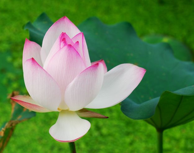 บัวตูม บัวบาน (Lotus)