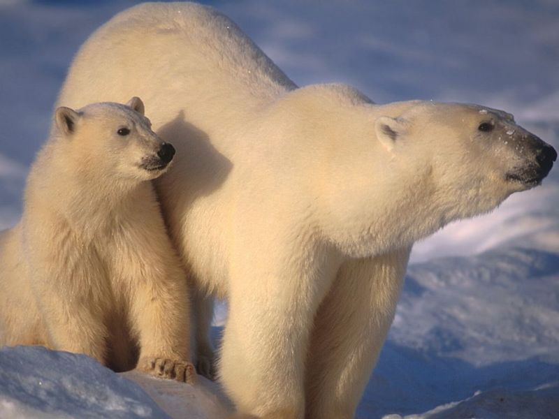 หมีขั้วโลก (Polar Bear) *ซ่อม*