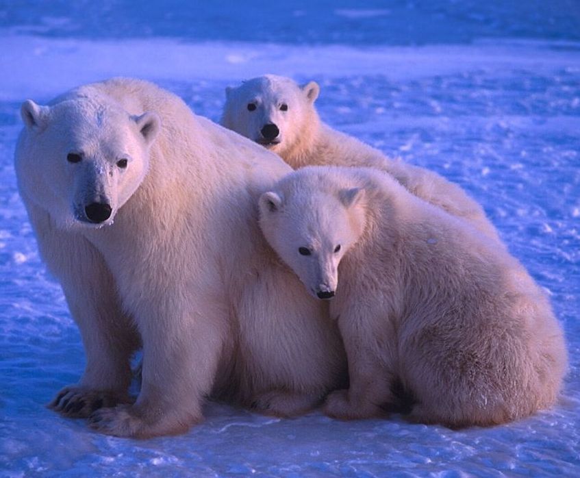 หมีขั้วโลก (Polar Bear) *ซ่อม*