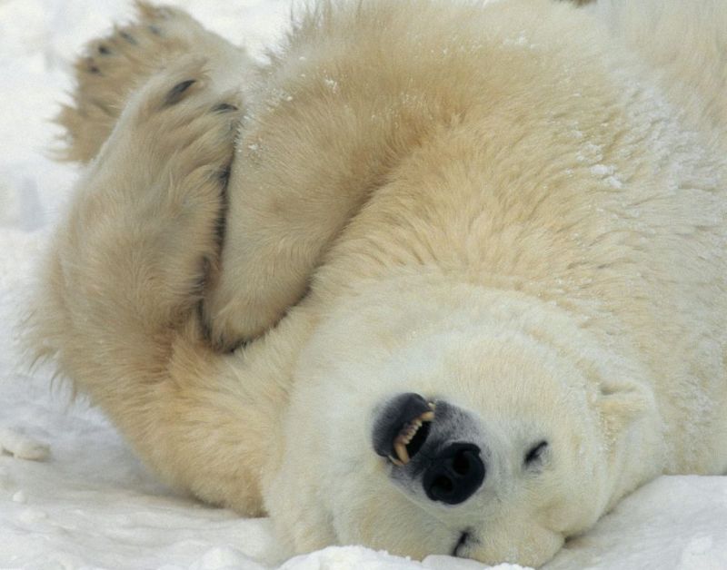 หมีขั้วโลก (Polar Bear) *ซ่อม*