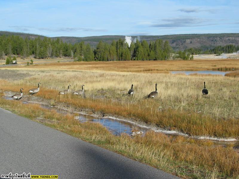 Road to Yellowstone  เห็นเป่าคร๊า   ควันขาวๆ ลิบลิ่ว...+.+