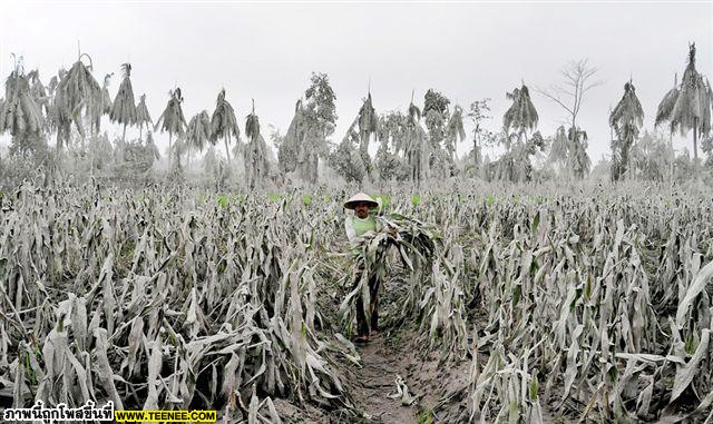 ภาพเหตุการณ์ภูเขาไฟ Merapi ระเบิด!! ที่อินโดนีเซีย