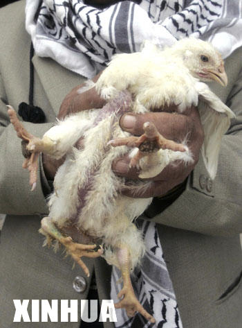 Four-legged chicken emerges in Palestine
