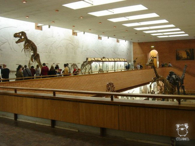 Paleontological Museum 