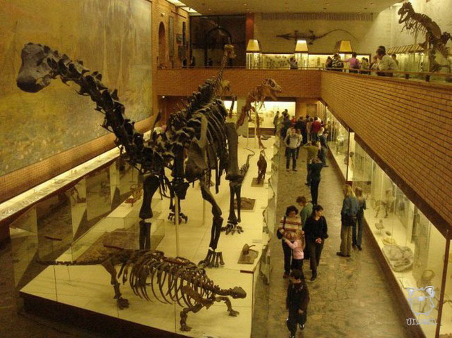 Paleontological Museum 