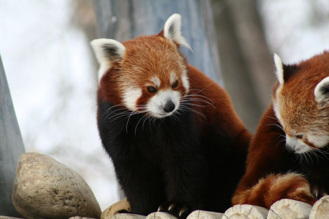 Red Panda II