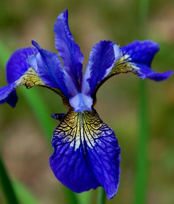 Iris หลากสี