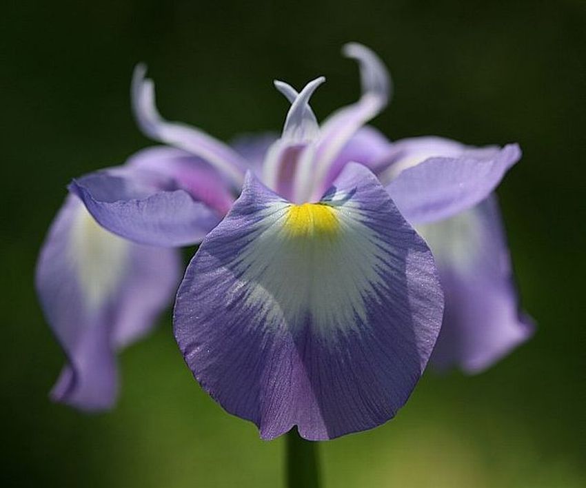 Iris หลากสี