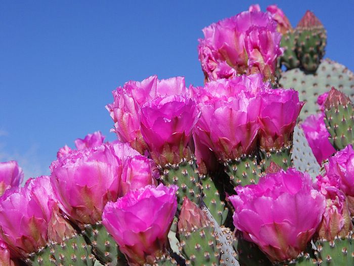 Beavertail Cactus Joshua Tree National Park California