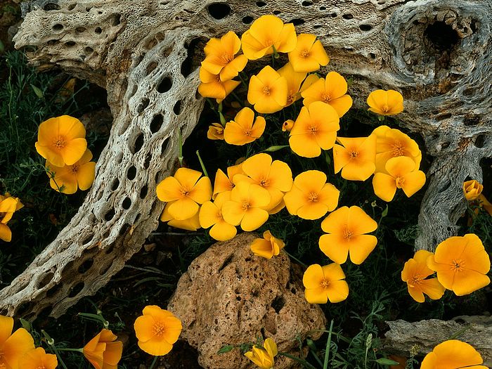 Mexican Goldpoppies Oregonpipe Cactus National Monument Arizona