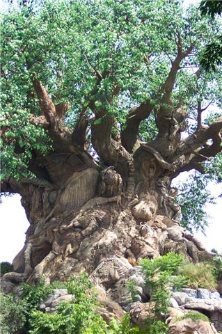 ต้นไม้มหัศจรรย์ที่ Andra Pradesh ---India‏