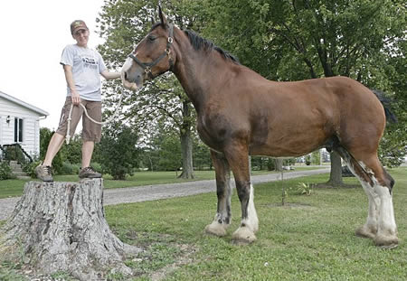 ม้าที่สูงที่สุด 6 ฟุต 8 น้ำหนัก 3,000 ปอนด์
