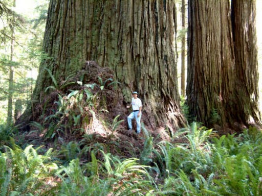 ต้นไม้ ที่สูงที่สุด ต้นเรดวูด อยู่ที่อุทยานแห่งชาติ redwood national and state parks สูง 379.1