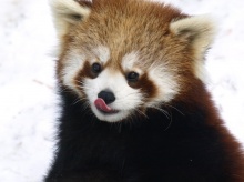 Red Panda II