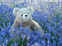 น้องหมี...Teddy Bear