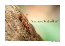 A-Ant มด.. ข้อคิดในการทำงาน