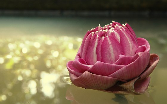 Lotus ใครว่าดอกบัวไร้ซึ่งความงาม