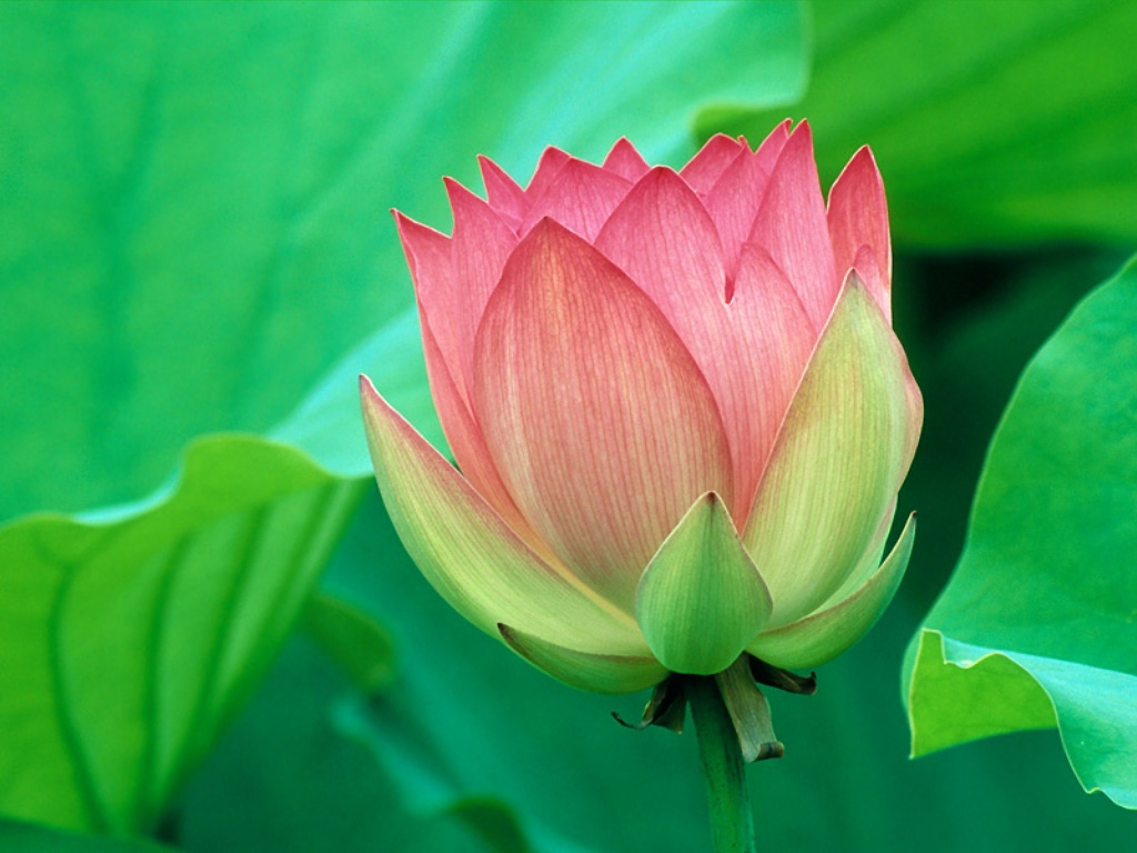 Lotus ใครว่าดอกบัวไร้ซึ่งความงาม