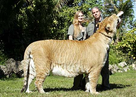 LIGER..!!!!!