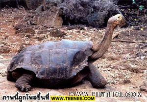 The Pinta Island tortoise