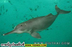 Baiji (Yangtze River Dolphin)