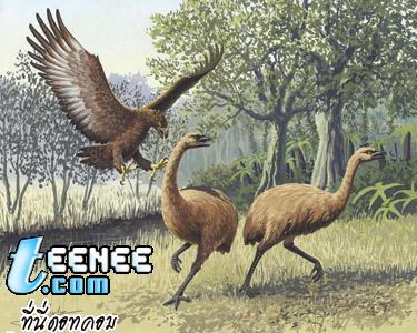 นกมัวและอินทรีฮาร์ต พบในนิวซีแลนด์ สูญพันธุ์เมื่อ500ปีก่อน