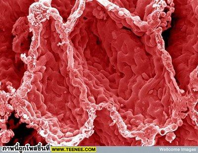 8. Alveoli In Lung ภาพนี้เป็นภาพของถุงลมภายในปอดของเรา ที่ทำหน้าที่ฟอกโลหิต ถ่ายเท oxygen เข้าสู่ร่างกายและนำ carbon dioxide ออกจากร่างกาย ผ่านทางลมหายใจ