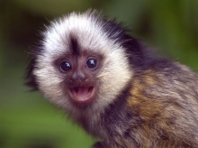 Golden Lion Tamarin