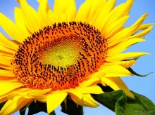 ทานตะวัน Sunflower