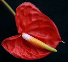 ดอกหน้าวัว (Anthurium)