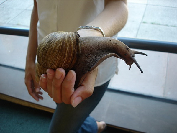  Giant African Snail หอยทากยักษ์แอฟริกา